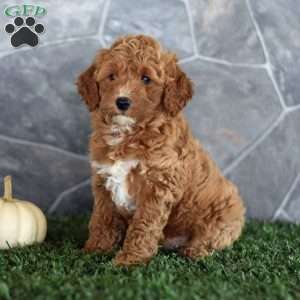 Orchid, Miniature Poodle Puppy